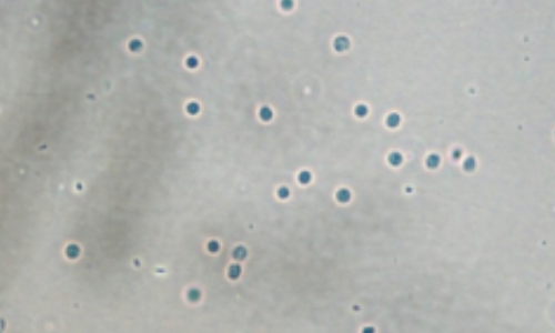  小鼠腦組織樣本使用試劑效果圖 