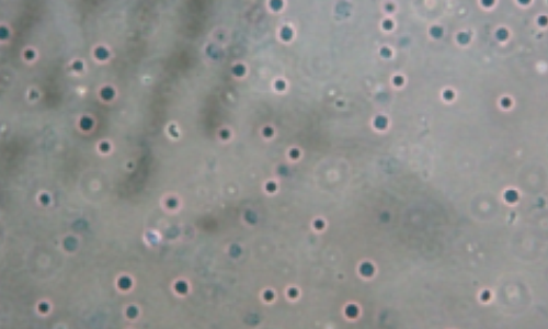 小鼠肝組織樣本應(yīng)用試劑效果圖