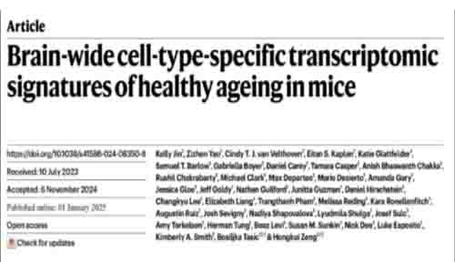 Nature | 迄今覆蓋率最高的衰老小鼠大腦單細胞轉(zhuǎn)錄組圖譜，系統(tǒng)解析衰老相關(guān)細胞類型及特異性轉(zhuǎn)錄組特征