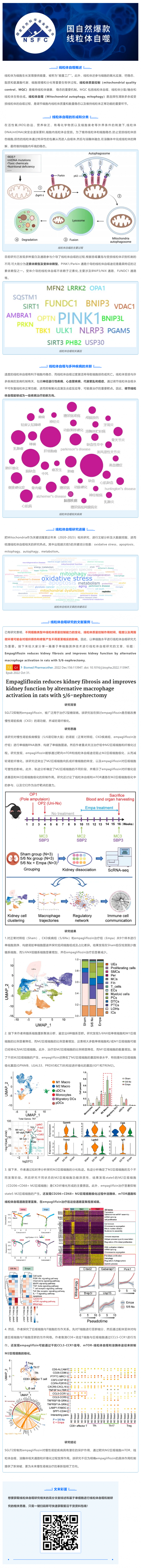 國自然爆款_一文吃透線粒體自噬機(jī)制和研究思路，趕緊收藏！