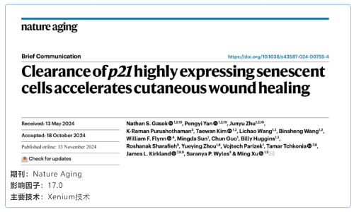 單細(xì)胞空間原位檢測(cè)技術(shù) | 清除高表達(dá) p21 基因的衰老細(xì)胞加速皮膚傷口愈合