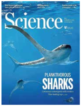 Liver type 1 innate lymphoid cells develop locally viaan interferon-y-dependent Loop