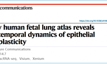 單細胞空間原位檢測技術 | 早期人類胎兒肺圖譜揭示上皮細胞可塑性的時間動態(tài)變化