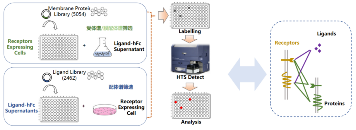 膜蛋白藥物靶點(diǎn)篩選藥物研發(fā)服務(wù)