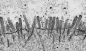 單細胞空間原位檢測技術 | 通過再現(xiàn)間質(zhì)流來構建多層小腸類組織