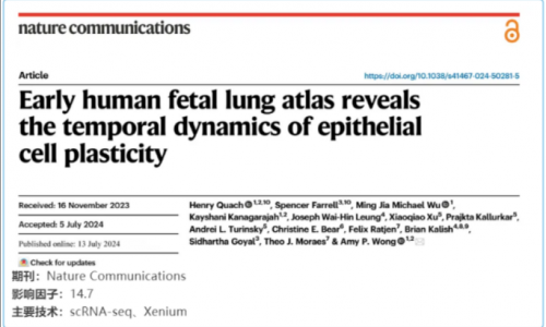 單細胞空間原位檢測技術 | 早期人類胎兒肺圖譜揭示上皮細胞可塑性的時間動力學