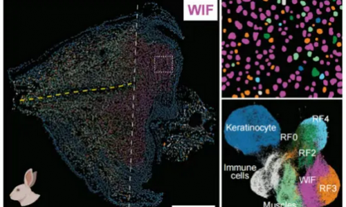 Science 重磅 | Stereo-seq 助力揭示小鼠耳廓再生關(guān)鍵基因，破解哺乳動(dòng)物再生能力丟失之謎