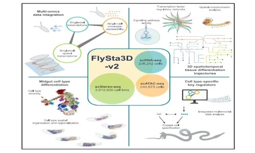 Cell 最新！果蠅發(fā)育 3D 全景圖譜，解碼生命動態(tài)調(diào)控的“時空密碼”