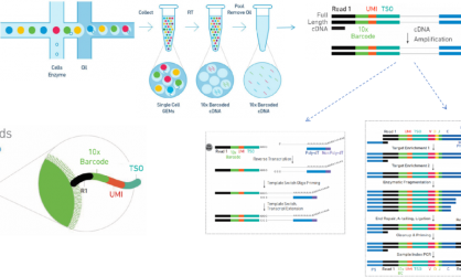 GEM- X 引領(lǐng)單細(xì)胞 RNA-seq 技術(shù)創(chuàng)新
