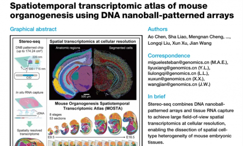 文獻解讀 | 利用 Stereo-seq 技術(shù)解析小鼠器官發(fā)育的時空轉(zhuǎn)錄組圖譜