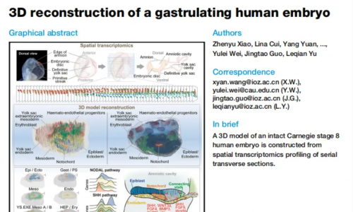 文獻解讀 | Stereo-seq 三維重建揭示人類原腸胚形成期的細胞空間分布與信號調(diào)控網(wǎng)絡(luò)
