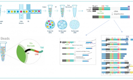 GEM- X 引領(lǐng)單細胞 RNA-seq 技術(shù)創(chuàng)新