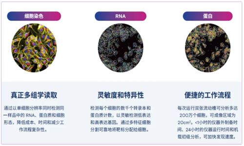 5D 原位多組學(xué) AVITI24 靶向 panel—腫瘤免疫