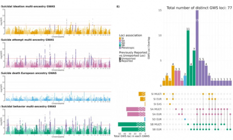77 個(gè)自殺相關(guān)遺傳位點(diǎn)被發(fā)現(xiàn)！迄今最大規(guī)模多祖先 GWAS 揭示自殺行為遺傳基礎(chǔ)及生物學(xué)機(jī)制