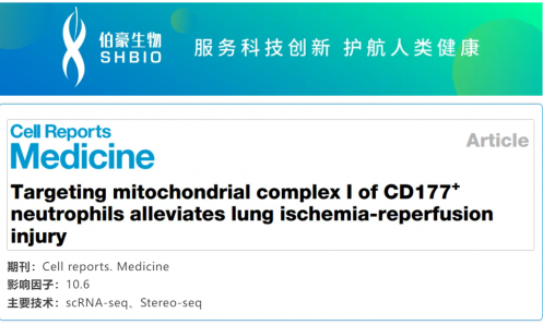 文獻(xiàn)解讀 | 靶向 CD177+ 中性粒細(xì)胞的線粒體復(fù)合物 I 可緩解肺缺血再灌注損傷