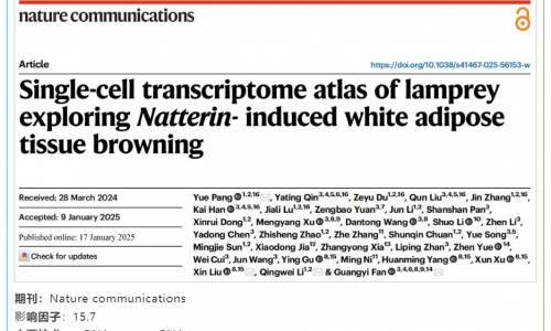 文獻(xiàn)解讀 | 七鰓鰻單細(xì)胞轉(zhuǎn)錄組圖譜揭示 Natterin 誘導(dǎo)白色脂肪組織的褐變