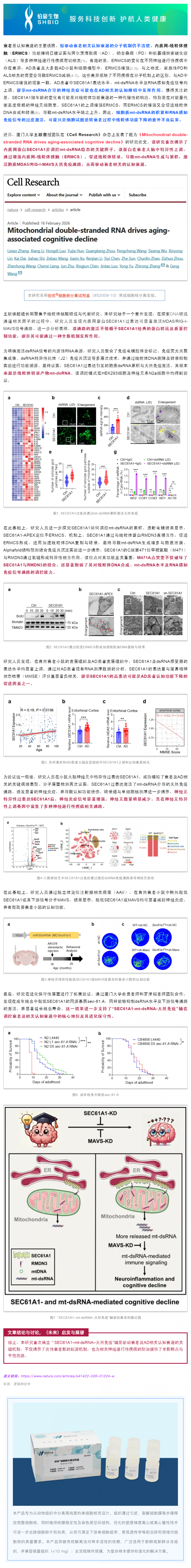試劑盒應(yīng)用文章︱廈門大學(xué)王耿團(tuán)隊揭示 SEC61A1–mt-dsRNA–天然免疫軸驅(qū)動衰老相關(guān)認(rèn)知衰退