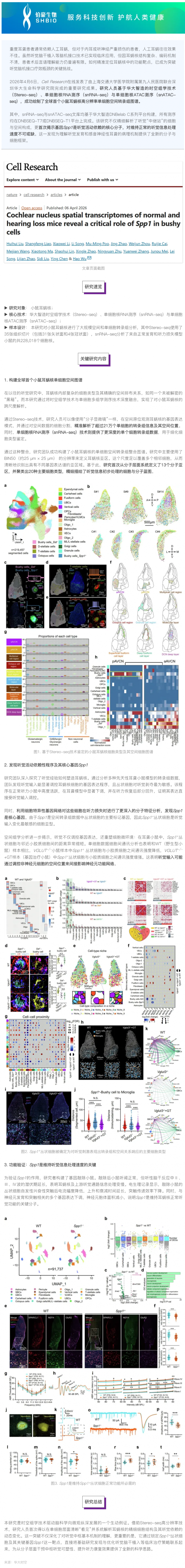 Cell Research _ 全球首張小鼠耳蝸核空間圖譜發布，揭示聽覺腦機接口關鍵靶點